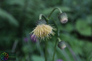 cirsium erisithales (8).jpg